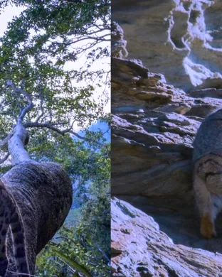 National Geographic Live: Uncovering Our Concrete Jungle
