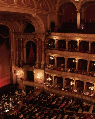 Die Fledermaus